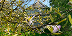 Large image